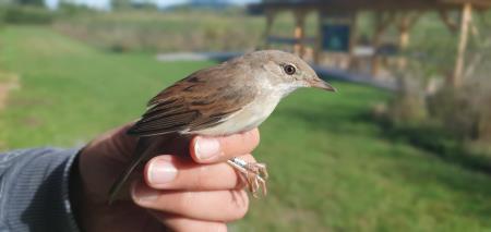 3 Gnezdilke Radenskega polja - rjava penica, foto: Tina Stepišnik